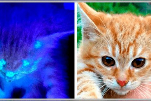 Microssoria in trico v mačkah - kaj je?