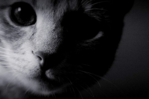 Muscovit vrgel iz mačk iz štirinajstega nadstropja