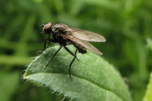 Fly Fly