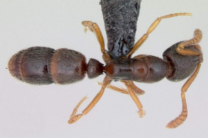 Ant poneer: značilnosti življenjskega sloga in razvoja