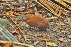 Mišična podgana kangaroo: zunanji znaki, habitat habitata