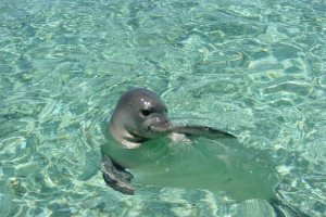 Mladi najredkejši tesnilo je bilo shranjeno na havajskih otokih