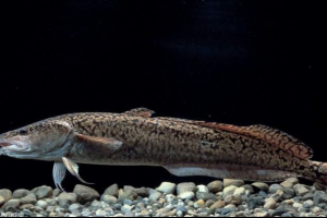 Burbot