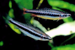 Nannosts: vrsta in življenjski slog akvarija
