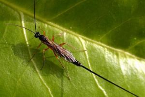 Kolesarje. Skrbi za potomce