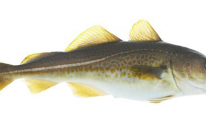 Navaga
