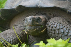 Nove vrste velikanskih želv najdemo v otokih galapagos