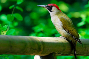 Življenjski slog zelenega lesa Življenjski slog zelenega lesa