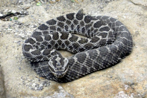 Ena od strupenih kač je pod zaščito Ena od strupenih kač je pod zaščito