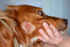 Glavni znaki in značilnosti zdravljenja psov ringworm