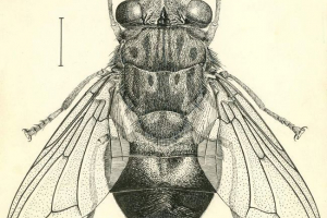 Vode - insekti paraziti