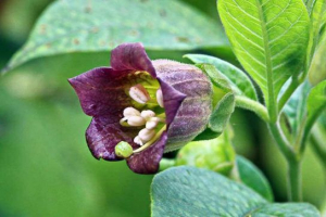 Strupene naribane rastline