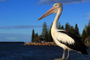 Pelikan (ptica)
