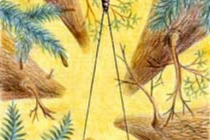 Permotmidia - starodavne žuželke