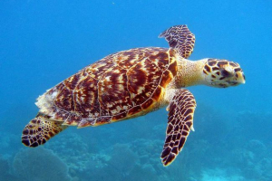 Prvi žareče plazil na svetu najdemo v bližini solomonovih otokov