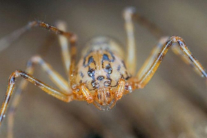 Spider spider, vse o nenavadni živali