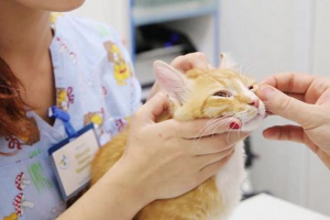 Zakaj mačke imajo starost, kako popraviti patologijo? Zakaj mačke imajo starost, kako popraviti patologijo?