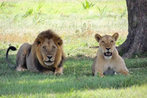 Spolni dimorfizem pri živalih