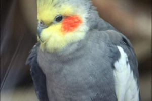 Parrot koroela. Vse o corellah: fotografija, vsebina