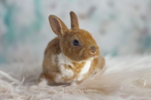 Žrene zajci rex