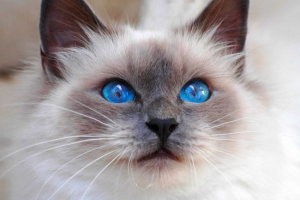 Pasme mačk z modrimi očmi