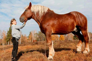 Konji-težke pasme - značilnosti