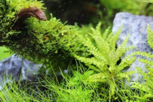 Prednosti akvarija rastlin