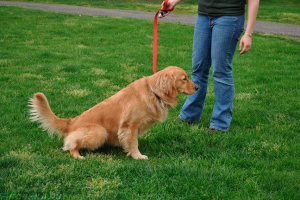 Vzroki in čiščenje krvi v urinu v psu