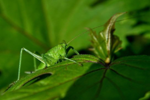 Žuželke z nepopolno transformacijo