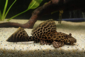 Ptrigoplicht aquarium ali perchina som
