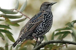Bird skzorten. Življenjski slog in splošno okolje