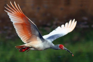 Red-legged ibis Red-legged ibis