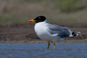 Ptice udmurtia