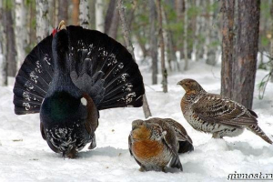 Ptice sibirija. Opisi, imena in značilnosti ptic sibiria Ptice sibirija. Opisi, imena in značilnosti ptic sibiria