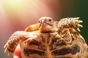 Prehrana kopenskih želv - kaj se ne more hraniti Prehrana kopenskih želv - kaj se ne more hraniti