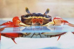 Rainbow crab. 