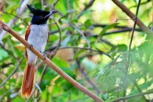 Raj muklebolovka - bird s krono na glavi