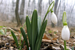Cvetje rdeče knjige