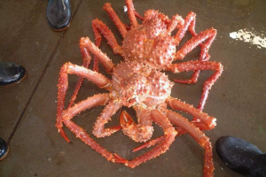 Enako crab. Opis, fotografije