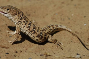 Večbarvna bujna v prostoživečih živalih in kako domači hišni ljubljenček