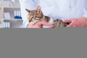 Sorte črvov v mačkah, simptomih in zdravljenju