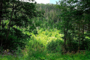 Redke rastline iz rdeče knjige ozemlja khabarovsk - seznam, značilnosti in fotografije