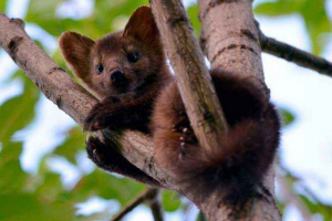 Redke živali iz rdeče knjige ozemlja khabarovsk - seznam, značilnosti in fotografije