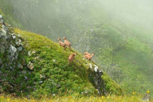 Redke živali iz rdeče knjige krasnodarskega ozemlja - seznam, značilnosti in fotografije