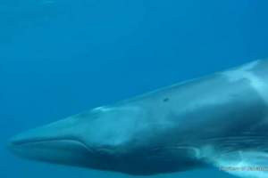 Redka poliaamy omura je posnela na fotoaparatu ob obali madagaskarja