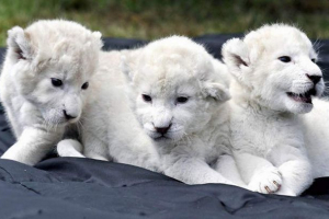 Rostov zoo je prejel redko darilo