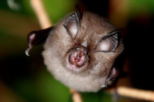 Rdeča knjiga ozemlja stavropola