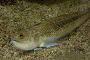 Dragon fish