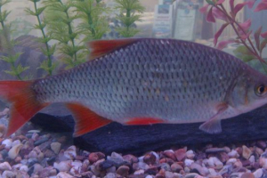 Rdeče ribe: fotografije, zanimiva dejstva