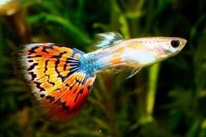 Fish guppy - pogosto zastavljena vprašanja